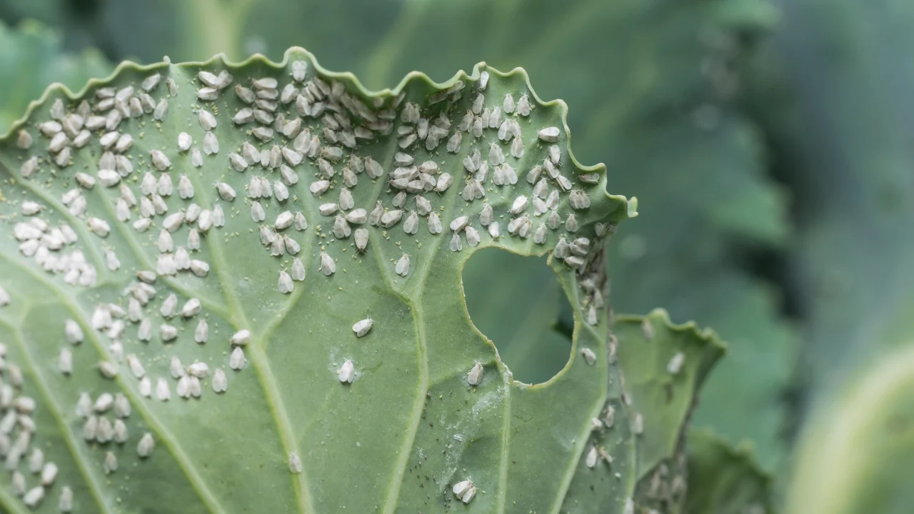 Білокрилка